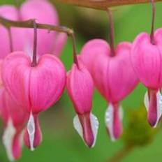 Sunny Perennials Thompson & Morgan Dicentra Bleeding Heart Pink 9 cm Potted Plant