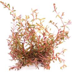 Bäume & Sträucher Rotala Sp H'Ra' Topf