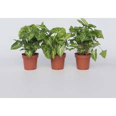 Arbustes ornementaux vente Plant in a Box Patte-d'oie Set de 3 Syngonium Podophyllum Pixie 25-40 cm