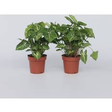 Arbres et Arbustes Plant in a Box Syngonium Pixie Lot 2 2 Patte d Oie 25-40cm 12cm