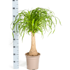 Pflanzen Dehner Beaucarnea Recurvata Ø21 cm Grün