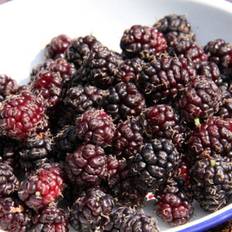 Pots, Plants & Cultivation Carbon Theory Mulberry Chelsea King James Outdoor Fruit Tree 12L 1.3m