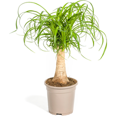 Pflanzen Dehner Beaucarnea Recurvata Ø17 cm Grün