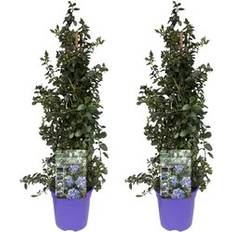 Plant in a Box Californian Lilac 2 Pcs