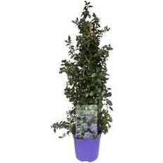 Arbustes ornementaux vente Plant in a Box Ceanothus Sur Piramide 60-70 cm