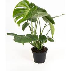 Monstera Deliciosa Potteplante