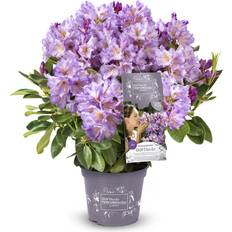 Ziersträucher Rhododendron Inkarho Lila Dufthecke 5 L Container