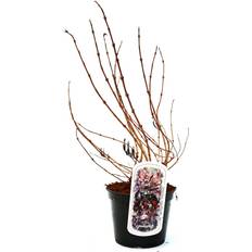 Ziersträucher Rotblättrige Weigelie Purpurea 3 L Container