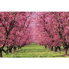 ClassicLiving Cherry Orchard in Spring Pink/Green Wall Decor 91x61cm