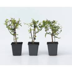 Arbres et Arbustes Plant in a Box Jasmin Étoilé Set 6 Jasminum Summer Scent 25-40cm