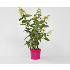 Arbusti ornamentali Plant in a Box Hydrangea Paniculata Pinky Winky Set of 4 25cm