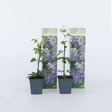 Plant in a Box Clematis Hybrid Taiga Set of 2 25-40 cm Pot 9 cm