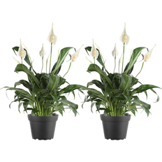 Costa Farms White Spathiphyllum Peace Lily House Plant 6-in Pot 2-Pack