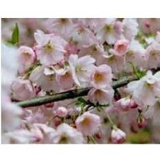 Pink Potted Plants Prunus Pandora Pink Flowering Cherry Blossom Tree 6ft Tall Supplied in 12 Litre Pot