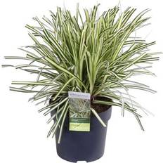 MY Hachijoensis Evergold My