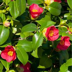 Pink Potted Plants Very Camellia Vernalis Yuletide Pot 40 x 20 x 20 cm