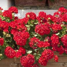 Wilko Geranium Fire Queen Ready Plant 20 Pack