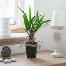 YouGarden Yucca Single Stem Plant 28 x 28 x 18 cm