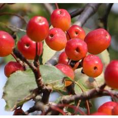 Cheap Trees & Shrubs Malus Rudolph Crab Apple Tree 6ft Tall Supplied in 12 Litre Pot