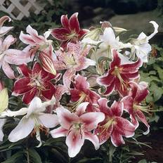 Wilko Oriental Lily Bulbs 25 Pack