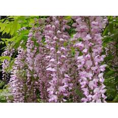 Pink Potted Plants Wisteria Sinensis Pink Climbing Plant 3-4ft Tall Large Supplied in a 3 Litre Pot