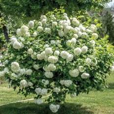 Plants Thompson & Morgan Viburnum Opulus Roseum Potted Flowering Garden Shrubs 2 x 2