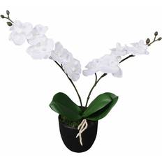 Floor Flowering Orchid in Pot 30 cm H