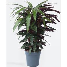 Plantes Plant in a Box Korbmarante 90cm