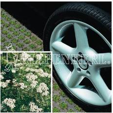Semi d'erba Kiepenkerl DSV RSM 5.1.1 Parkplatzrasen mit 2 Prozent Achillea
