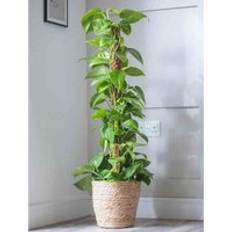 Houseplant Epipremnum Scindapsus Aureum 12 cm Pot x 1