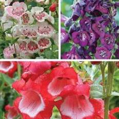 Sunny Perennials Thompson & Morgan Penstemon Ice Cream Collection 6 Jumbo Plug Plants 35mm
