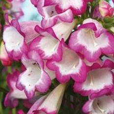 Thompson & Morgan Penstemon Laura 3 Jumbo Plug Plants 35mm