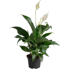 Costa Farms White Spathiphyllum Peace Lily House Plant 6-in Pot
