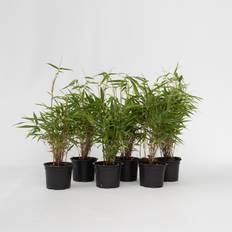 Plantes Plant in a Box Set 6 Bambou Non Training Pot 13cm