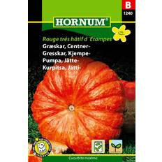 September Grøntsagsfrø Hornum Græskarfrø Orange Græskar Grøntsagsfrø