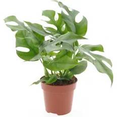 Topfpflanzen Plant in a Box Monstera Minima 20 cm