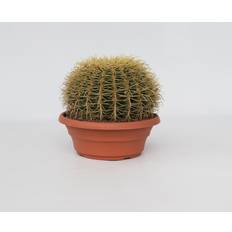 Planten Plant in a Box Echinocactus Grusonii Hoogte 25-35cm x 25cm Geel
