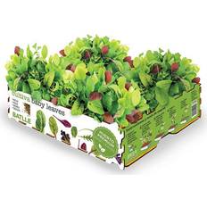 Minidrivhuse Semillas Batlle Batlle Baby Leaves Salat Dyrknings Set 40 x 29 x 10,5 cm 2,6 Kg Minidrivhus