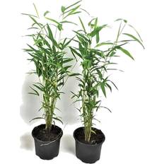 Halbschatten Topfpflanzen Plant in a Box Bambus Set of 2 30-40 cm