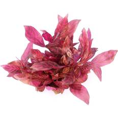 Pflanzen Dennerle Alternanthera Reineckii Rubinrot Topf