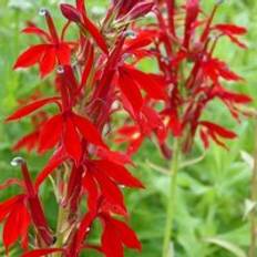 Cheap Potted Plants Lobelia Cardinalis 9 cm