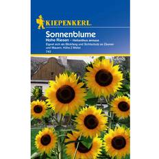 August Blumensamen Kiepenkerl Sonnenblume Hohe Riesen