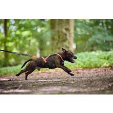Non-Stop Dogwear Rush Harness Black Orange