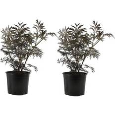 Monivuotiset Plant in a Box Holunder Set of 25cm
