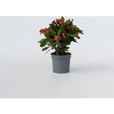Planten Plant in a Box Euphorbia Milii Hoogte 25-35cm 13cm Roze