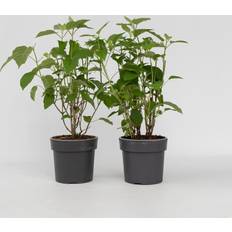 Halbschatten Topfpflanzen Plant in a Box Hortensie Set of 2 30-40 cm