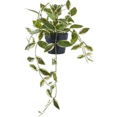 Kunstige planter House Nordic Hoya Carnosa Grønn Kunstige Planter Kunstig plante