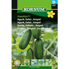 Hornum Ampelgurka Hopeline F1