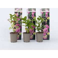 Rosa Potteplanter Plant in a Box Hydrangea Macrophylla Early Pink 6er Set of 6
