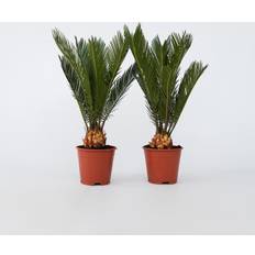 Planten Plant in a Box Sagopalm 2 Stuks Set 2